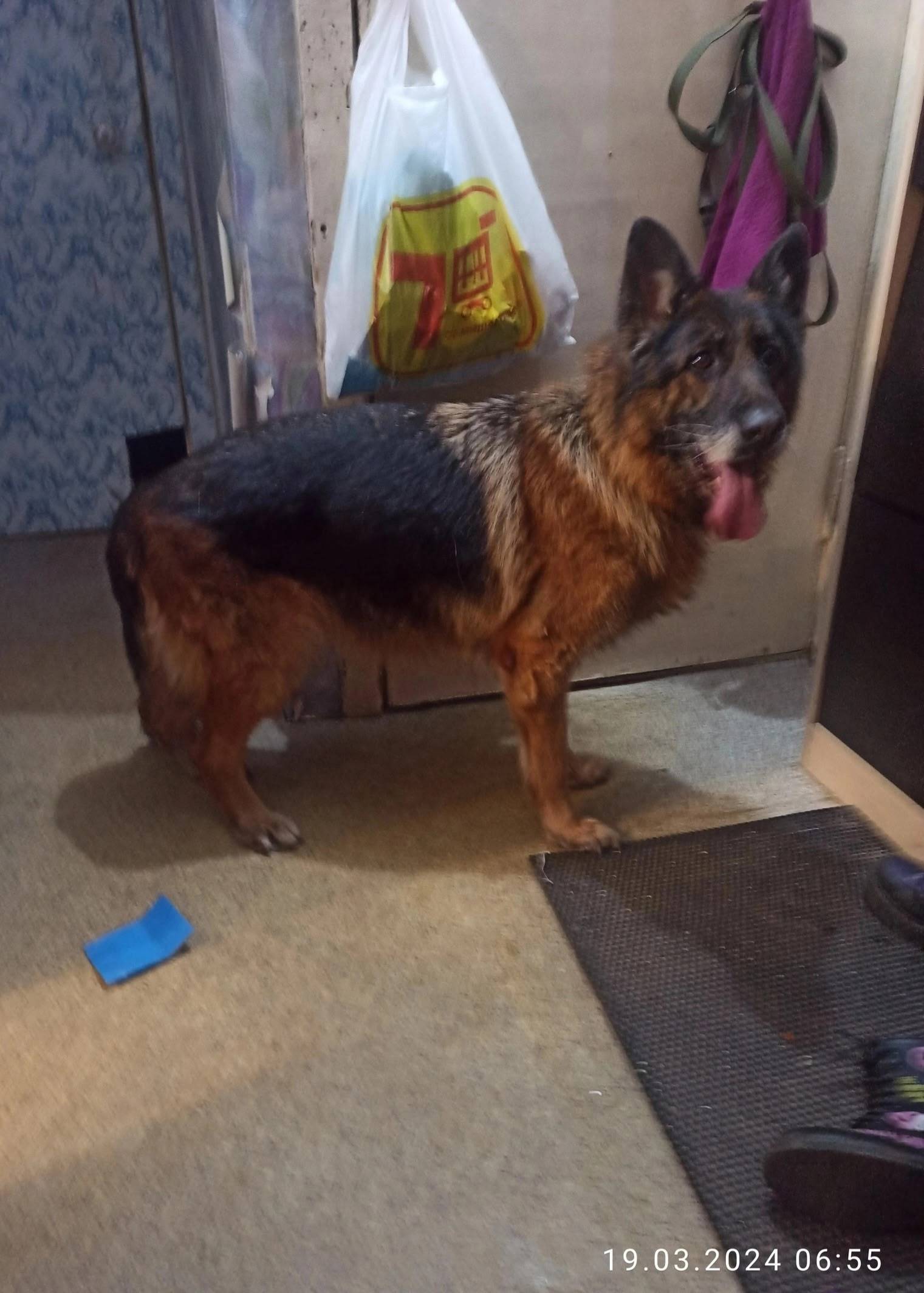 Пропала немецкая овчарка Фиделика, район Ржевка, Санкт-Петербург