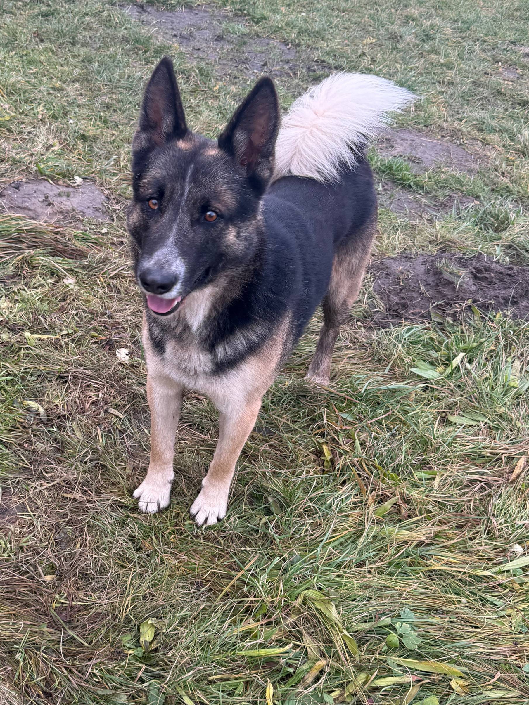 Пропал пес Грим, Светлогорск