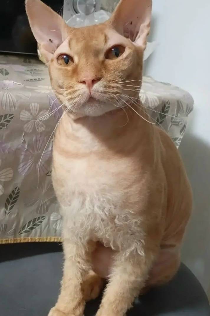 Пропал метис сфинкса, рыжеперсикового цвета, Пушкина 3б