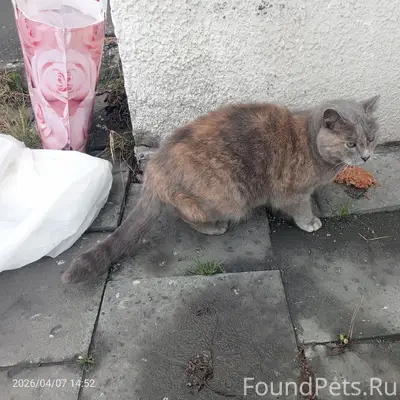 Найден кот, возле Кировского