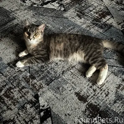 Пропала кошка, приметная, Никольский посад