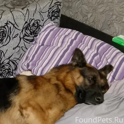 Пропал чепрачный кобель немецкой овчарки Рэй, ул. Лазо