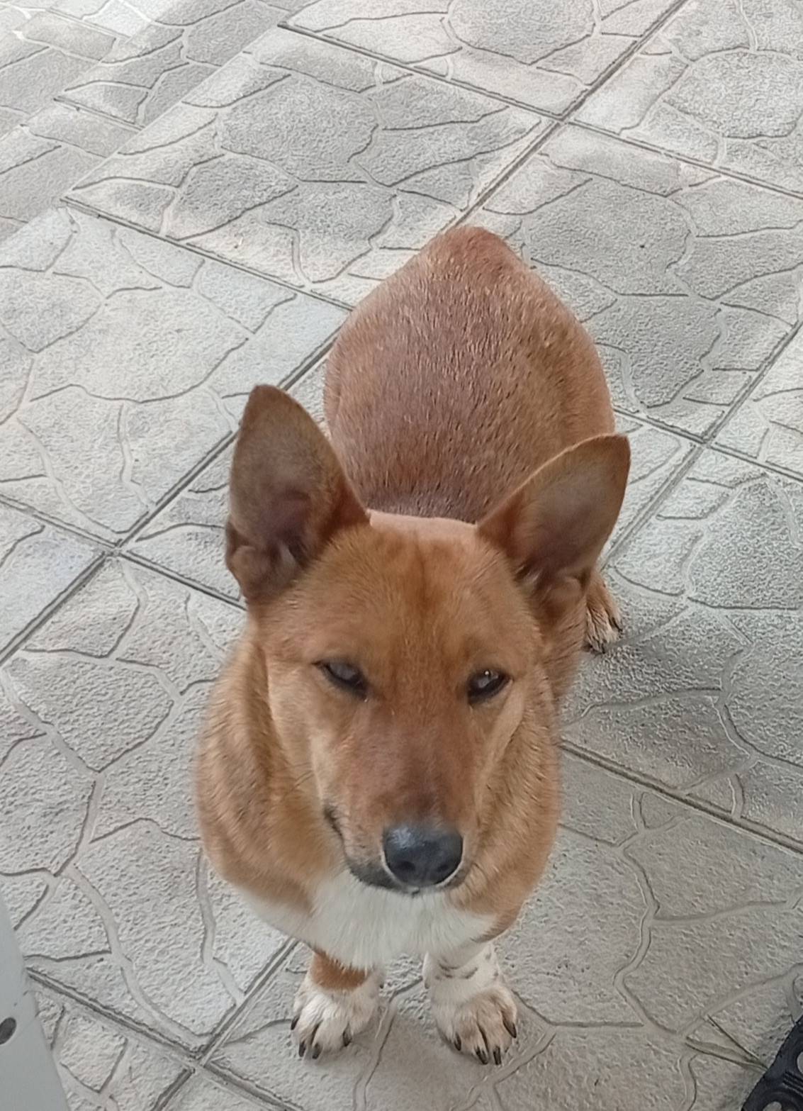 Найден тип собака, [без клички], д. Карамзино Зубцовского р-на