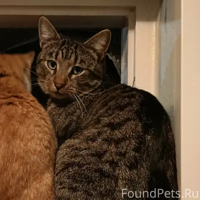 Пропал кот Лёлик, Третий Советский