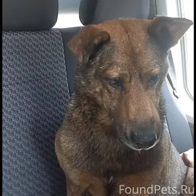 Пропала собака, Уфа