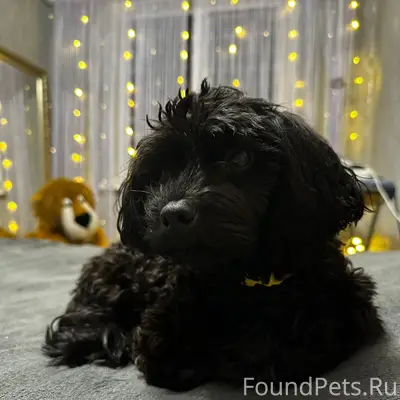 Пропал кобель болонка, район ул. Лексина, Симферополь