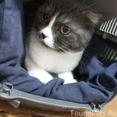 Найдена кошка, Ленинский / Кировский район