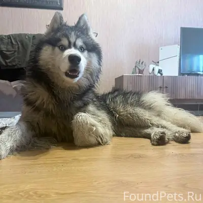 Найден хаски, 20 микрорайон