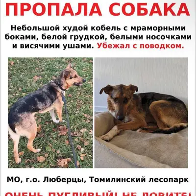 Пропала собака Мо, Люберцы