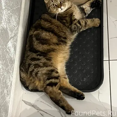 Пропал кот, район ул. Революционной-Советской