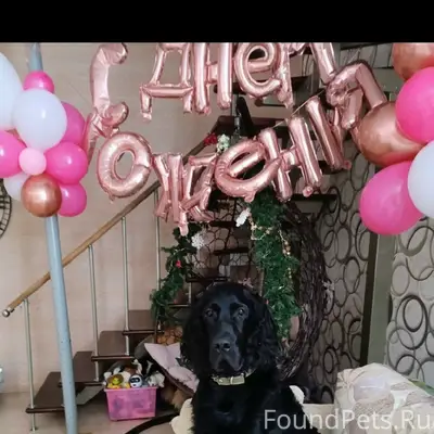 Пропал чёрный Сеттер-Гордон, улица Восточная