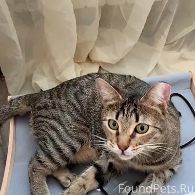 Пропала кошка Пепси, Санкт-Петербург, улица Дыбенко