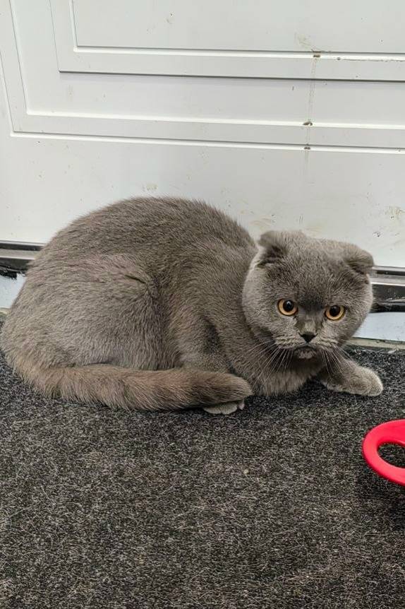 Найдена кошка, Луначарского 106