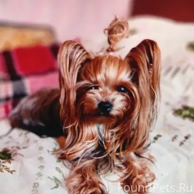 Пропала мини-йорк Кира, ул. Сочинская