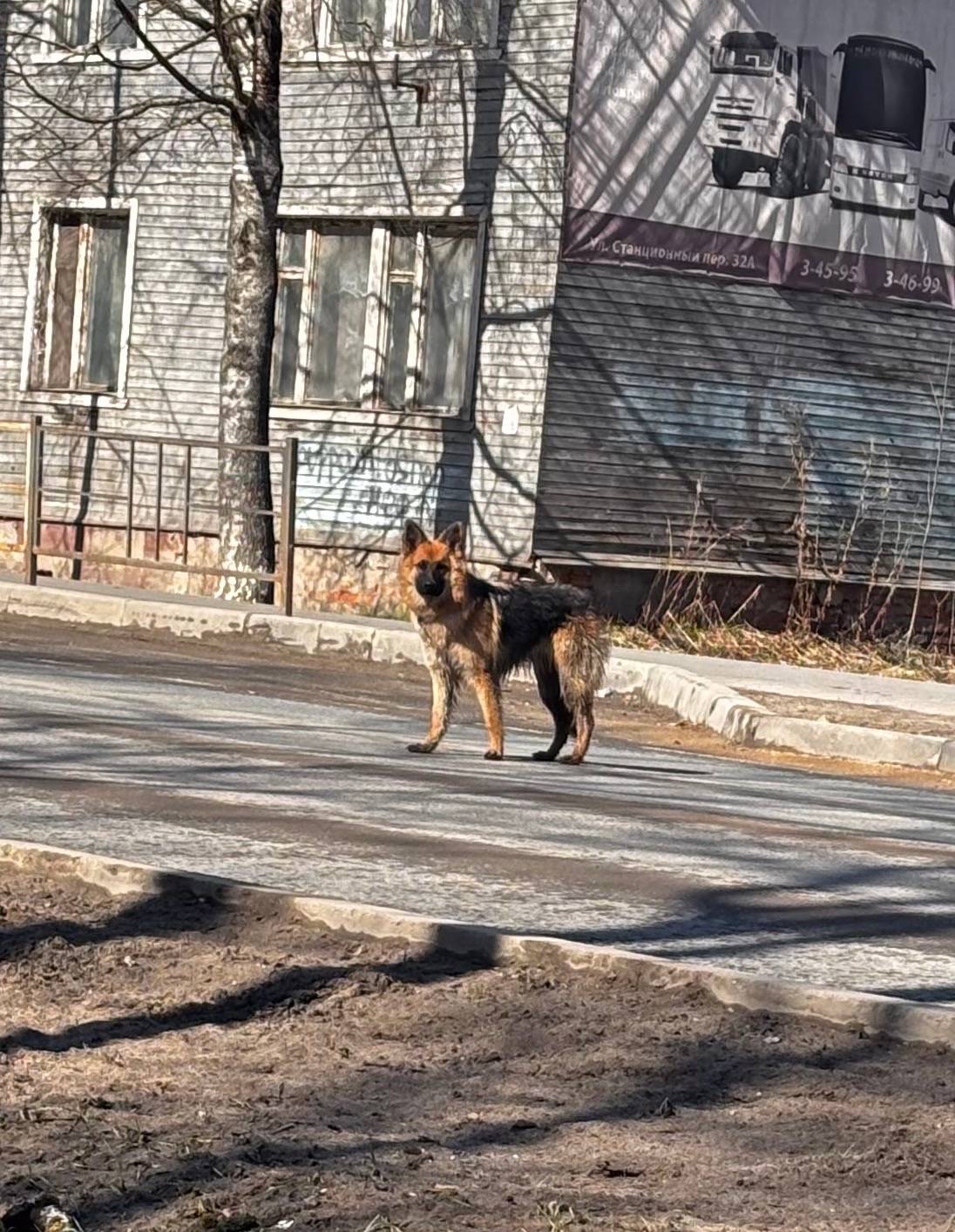 Пропала собака, район Трубки