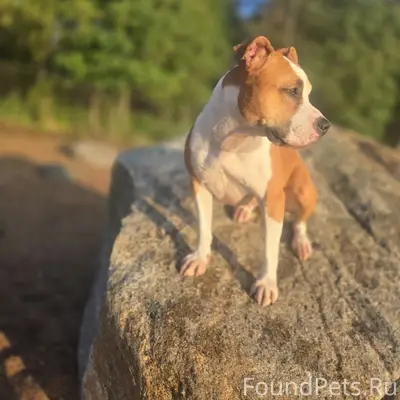 Пропала рыжая амстафф, ул. Стойкости