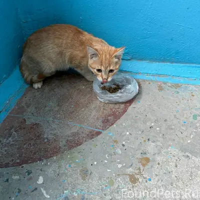 Найден котёнок, Первомайская 26