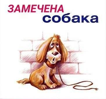 Пропал метис французского бульдога, светлый окрас, Коммунальная