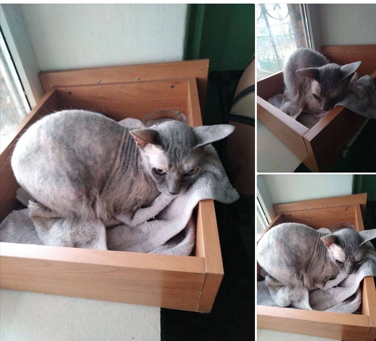 Найдена кошка-кот сфинкс, Ивантеевка