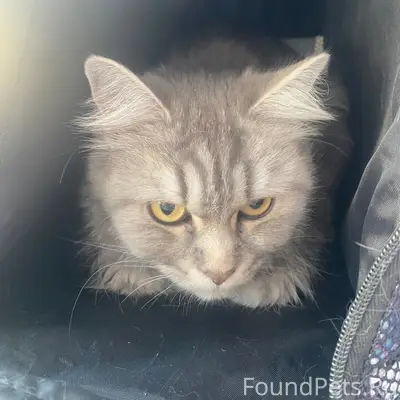 Найдена кошка, район парка ангелов