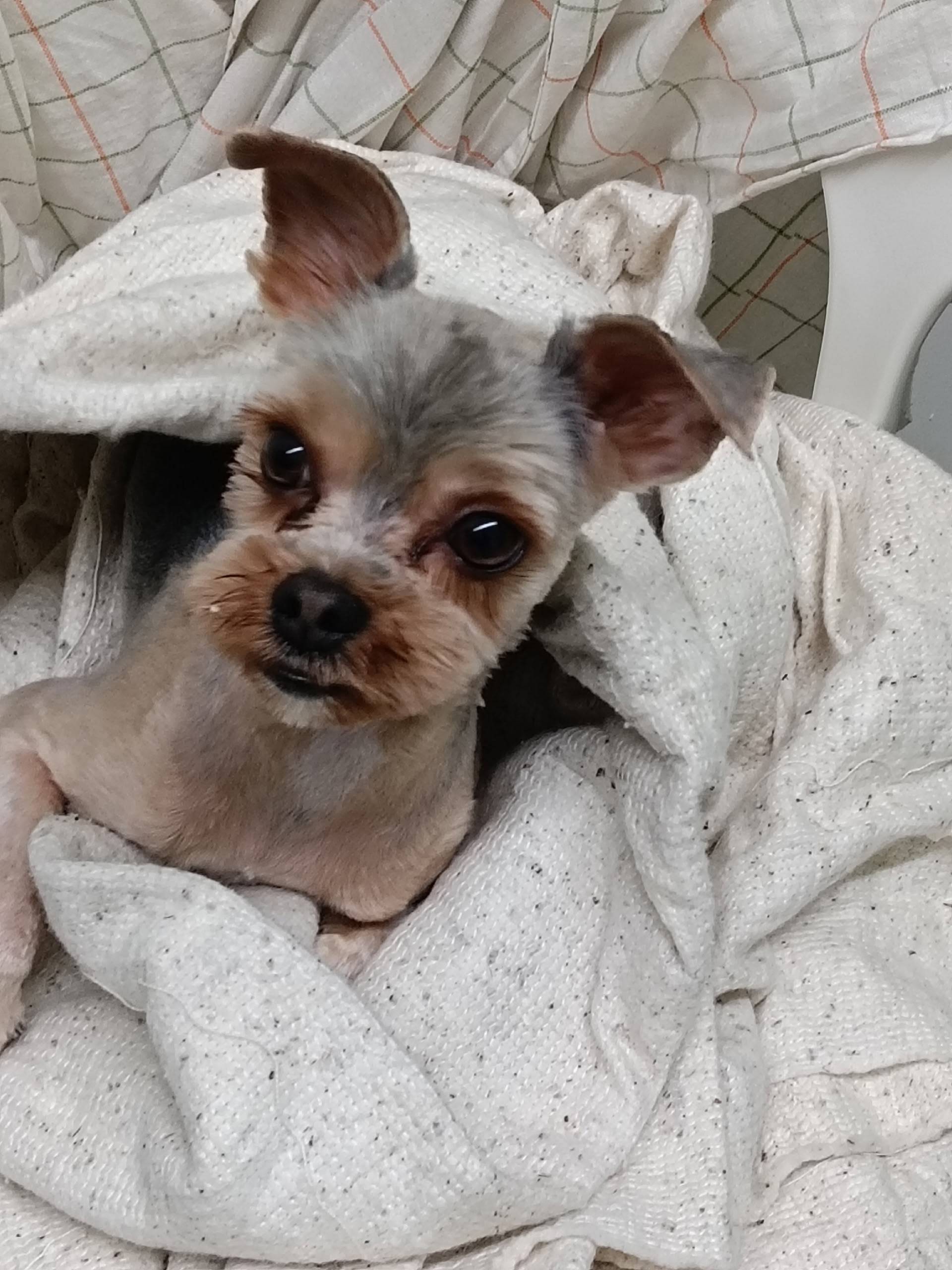 Пропал кобель, Центральный район