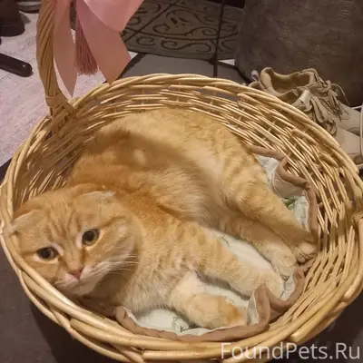 Пропал кот Рыжий, улица Железнодорожная