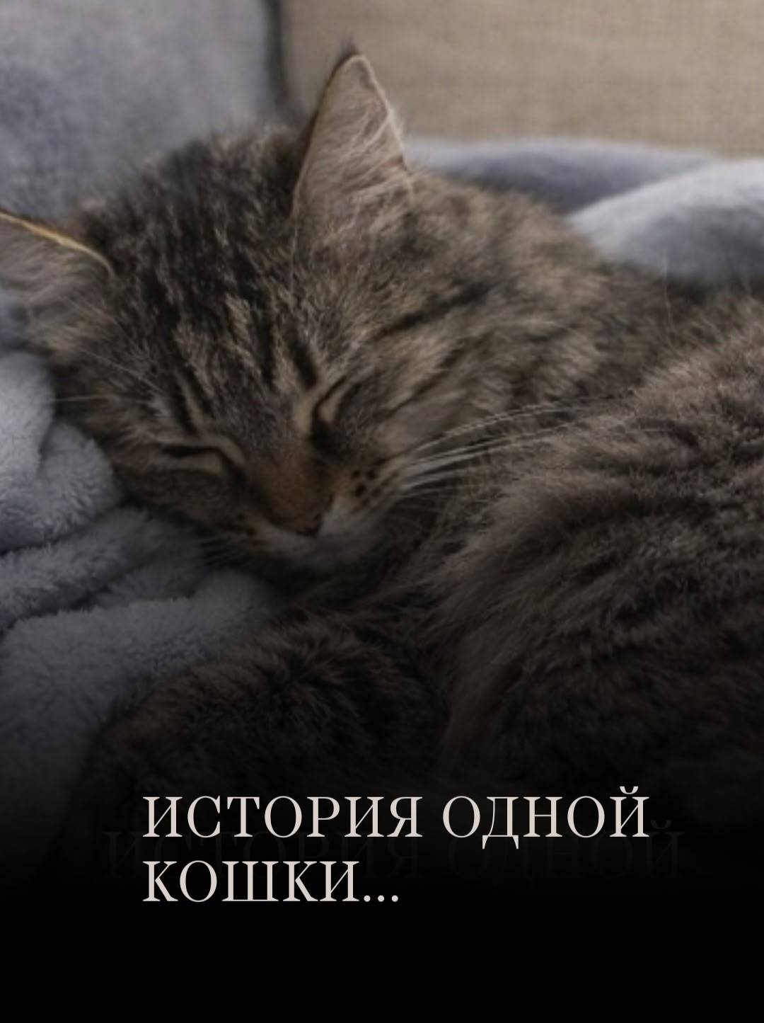 Найдена кошка