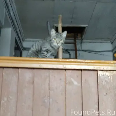 Найден кот, Красных Курсантов 9