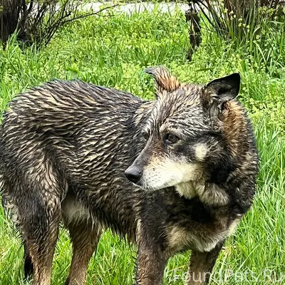 Пропала старая собака, Жигулина роща