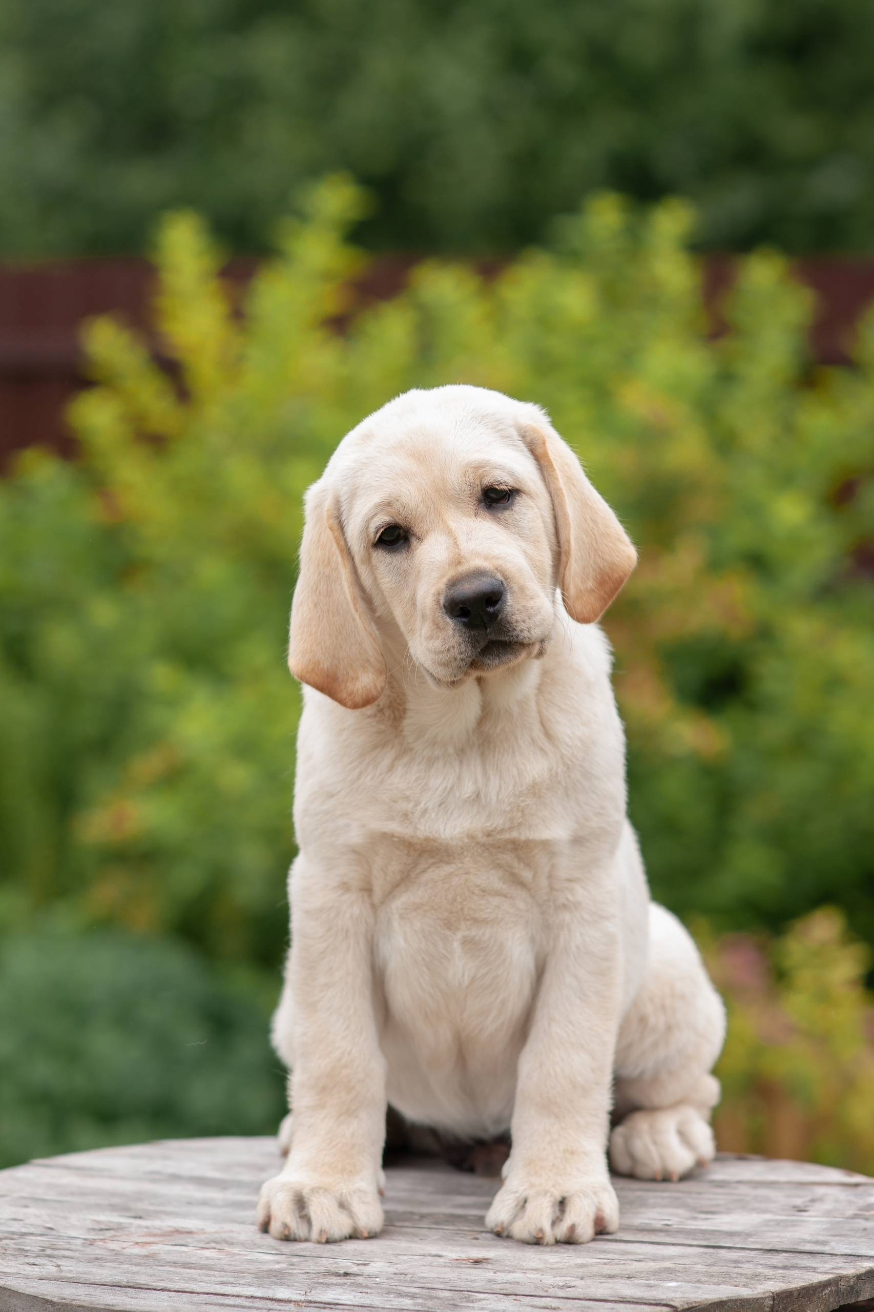 Найден палевый щенок лабрадора
