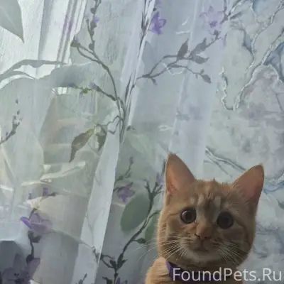 Пропала кошка Марго, улица Партизанская