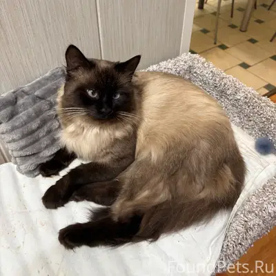 Пропал кот Сема, город Лебедянь