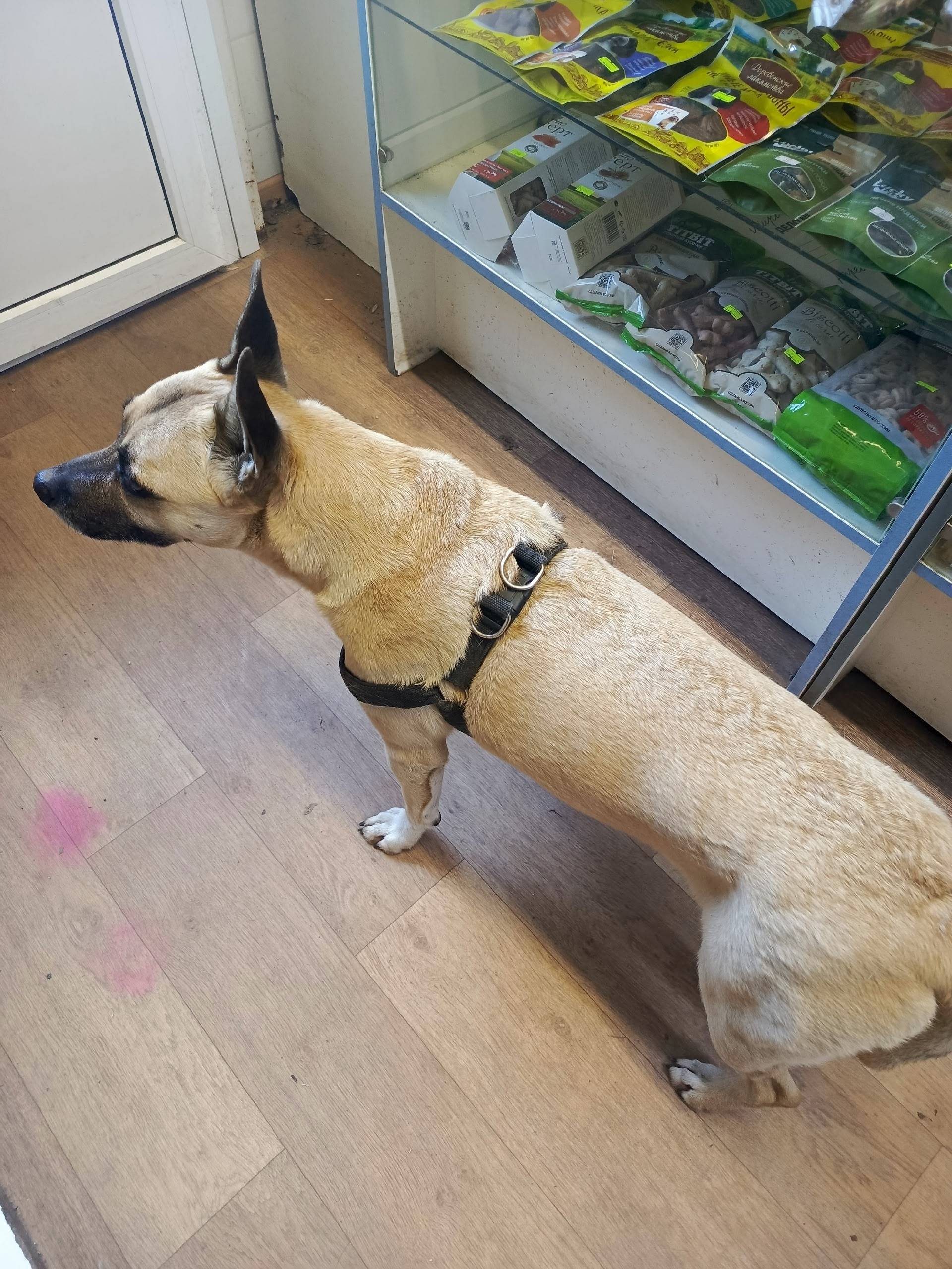 Найден тип собака, [место] проспект Мира 40