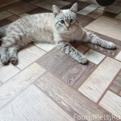 Пропал кот, Начкарта, район пекарни