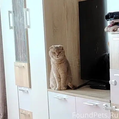 Пропал кот Мэйсан, район садика