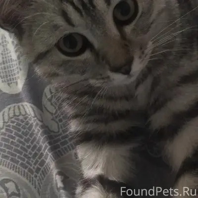 Пропал кот Малыш, старое Сипайлово