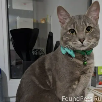 Пропал кот Томас, район Пескова