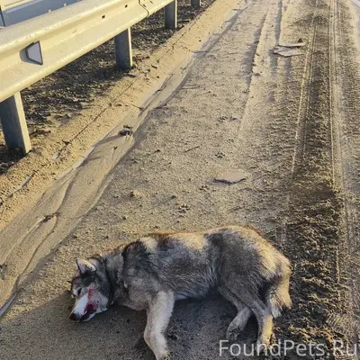 Найдена собака, девочка, Казинка-Ярлуково
