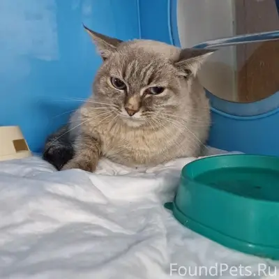 Найдена кошка, Сипайлово