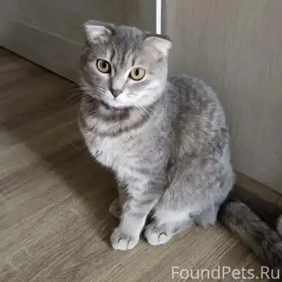 Найдена кошка, Тайгинский парк