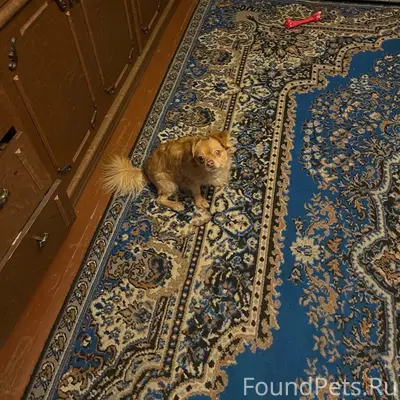 Пропала собака, рыжий мальчик, Сестрорецкий парк