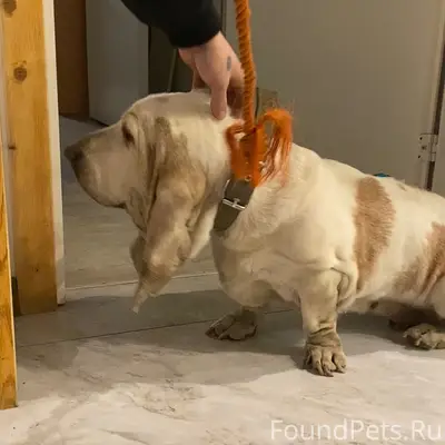 Найдена собака, остров Ягры