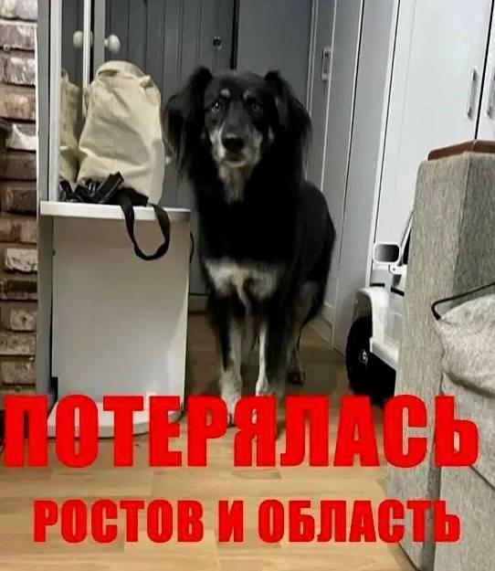 Пропала собака Дэя, Ростовская обл.
