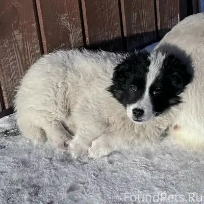 Пропал Кекс, обеомовские дачи