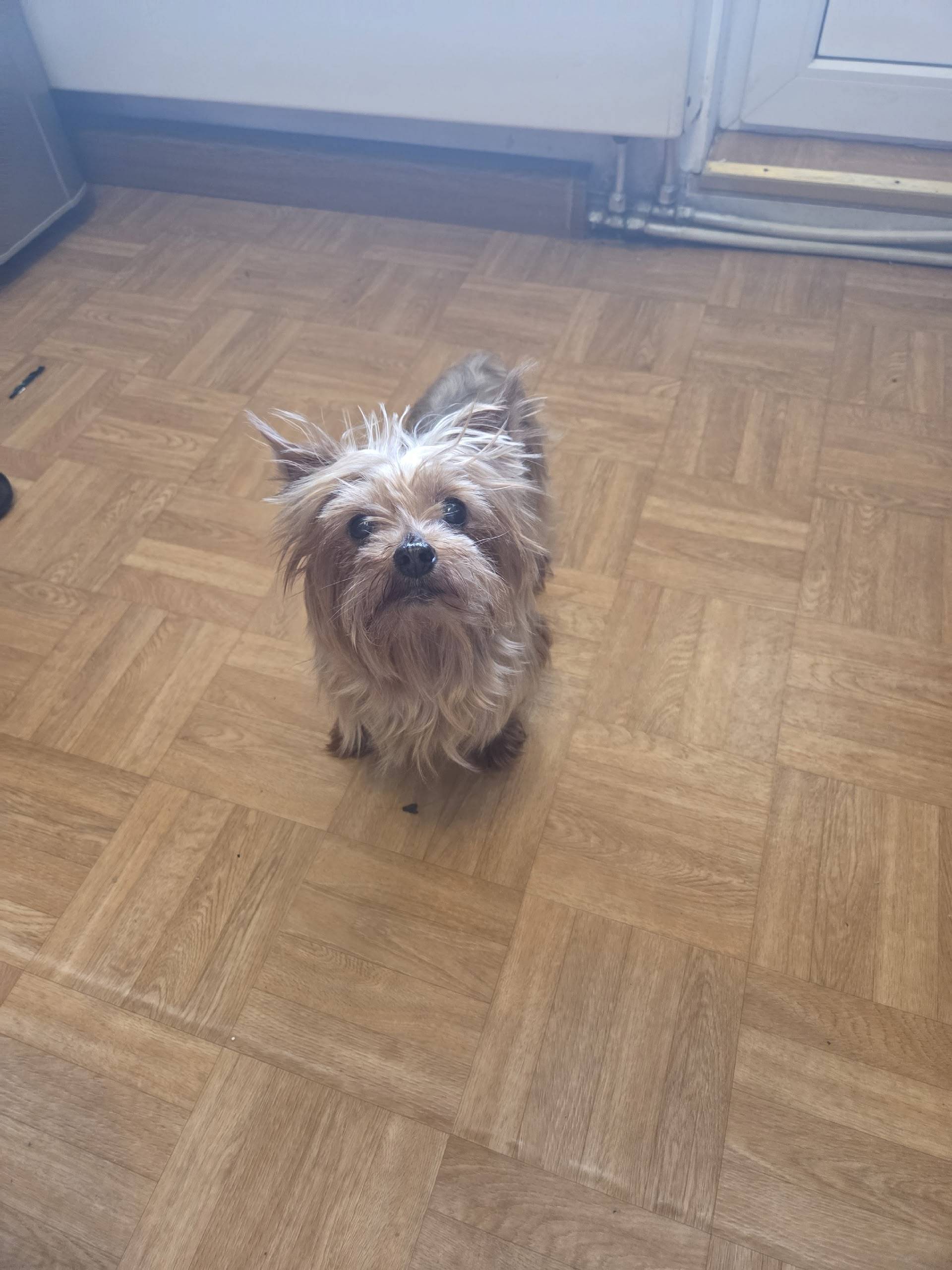 Найдена собака, ищем хозяина