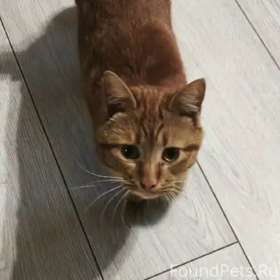 Найден рыжий кот, Перевалка
