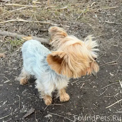 Найден йоркширский терьер, 13 микрорайон