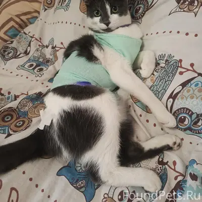 Пропала кошка Муся, р-н Челюскинцев