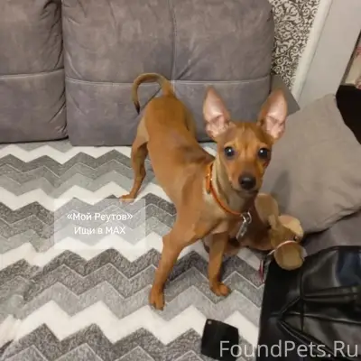 Найден пёс, улица Ленина