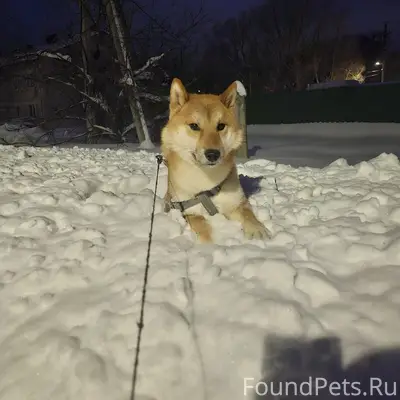 Пропал Симба, пугливая собака, Берендеевская улица
